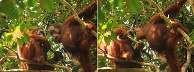 Migrant orangutan males use social learning to adapt to new habitat after dispersal